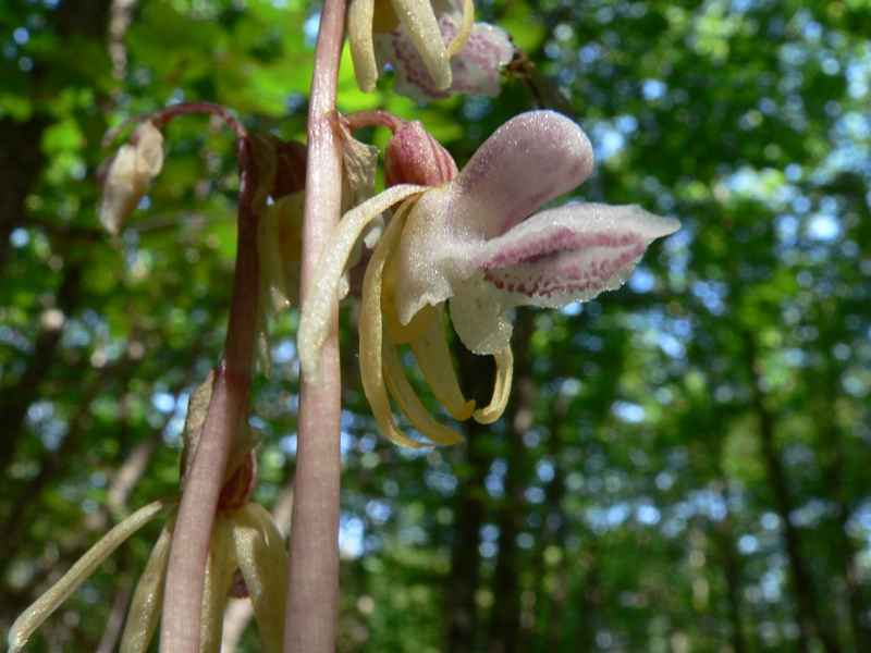 Epipogium aphyllum